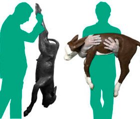 veterinary training manikin