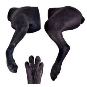 veterinary training manikin