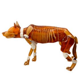 ultrasound imaging veterinary test phantomDG-A01