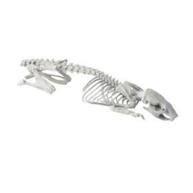 CT Scan veterinary test phantomRPOXI