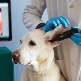 video veterinary otoscopeDE551