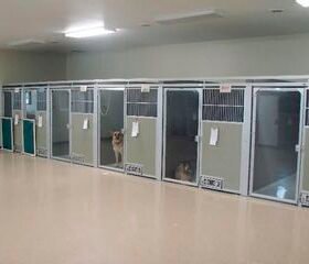 dog veterinary cage