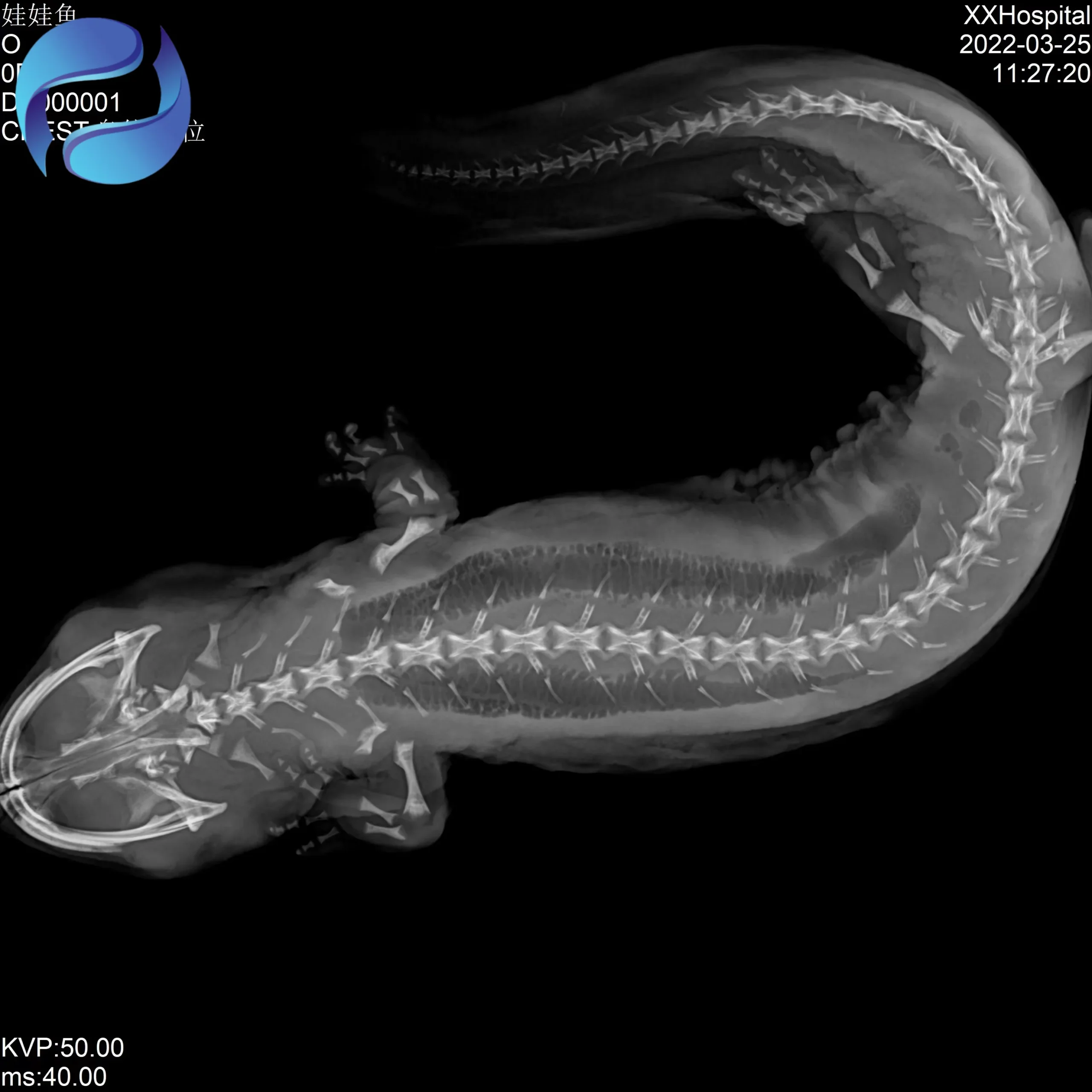 Professional HD Portable Veterinary X-ray Machine 10 Inch Touch Screen Equipment X-ray Machine for Pets and Farm Animals - Image 6