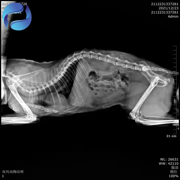 Professional HD Portable Veterinary X-ray Machine 10 Inch Touch Screen Equipment X-ray Machine for Pets and Farm Animals - Image 5